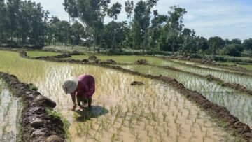 petani menanam bibit padi